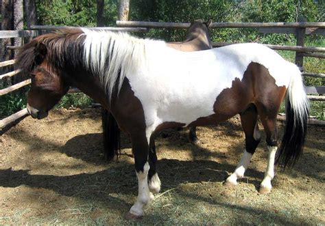 Icelandic horse for sale near me. Things To Know About Icelandic horse for sale near me. 